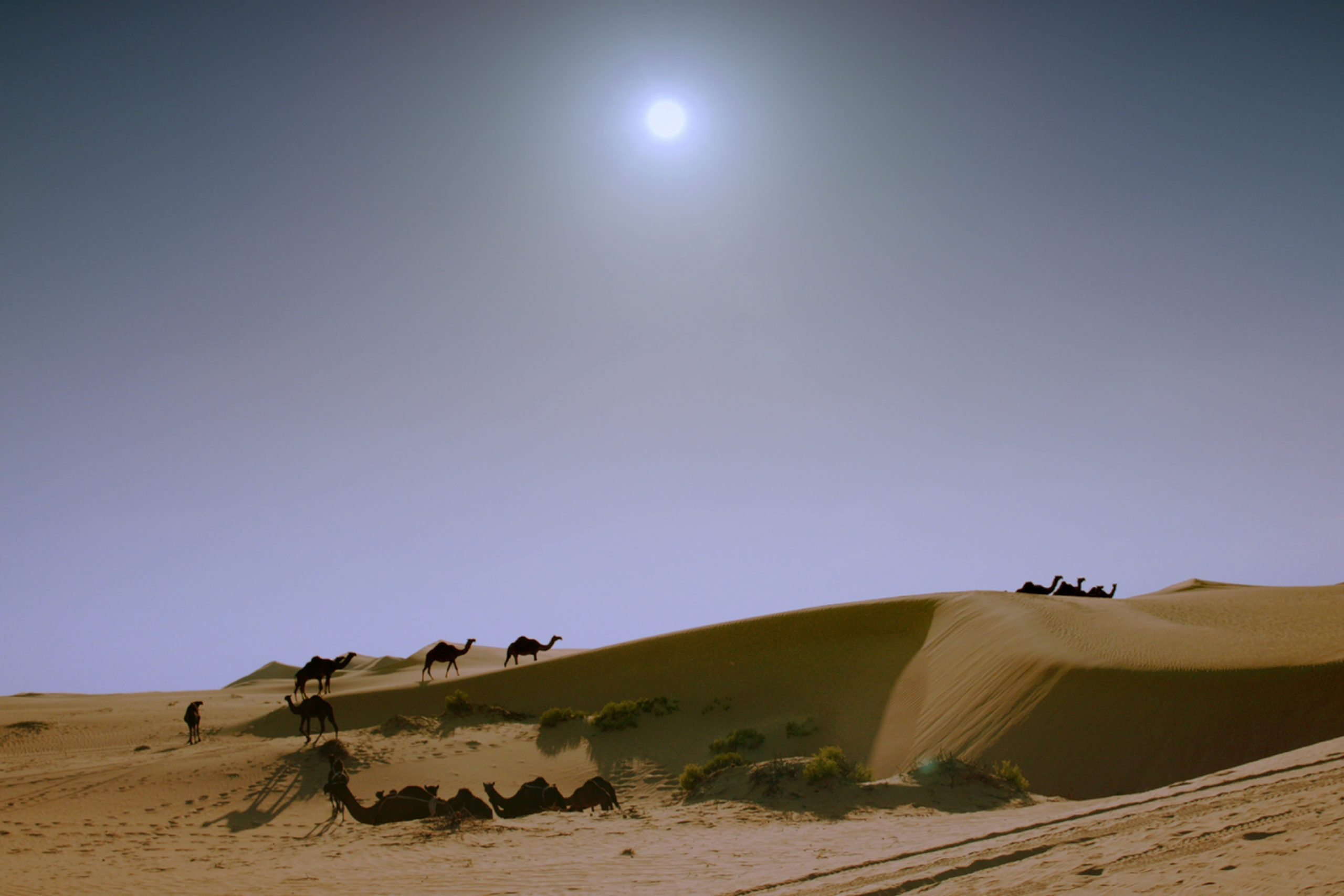 © Wael Shawki